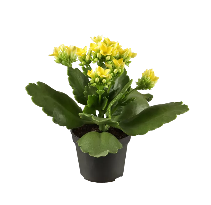 Flammendes Käthchen Flammendes Käthchen