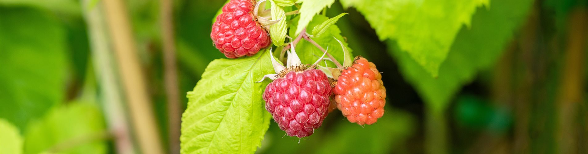 Rubus (Himbeere) 'Primalba'