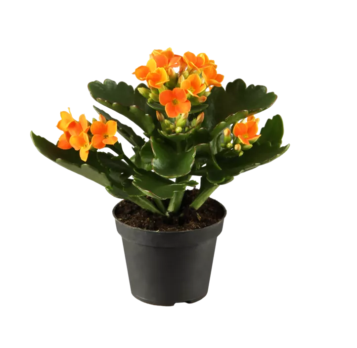 Flammendes Käthchen Flammendes Käthchen