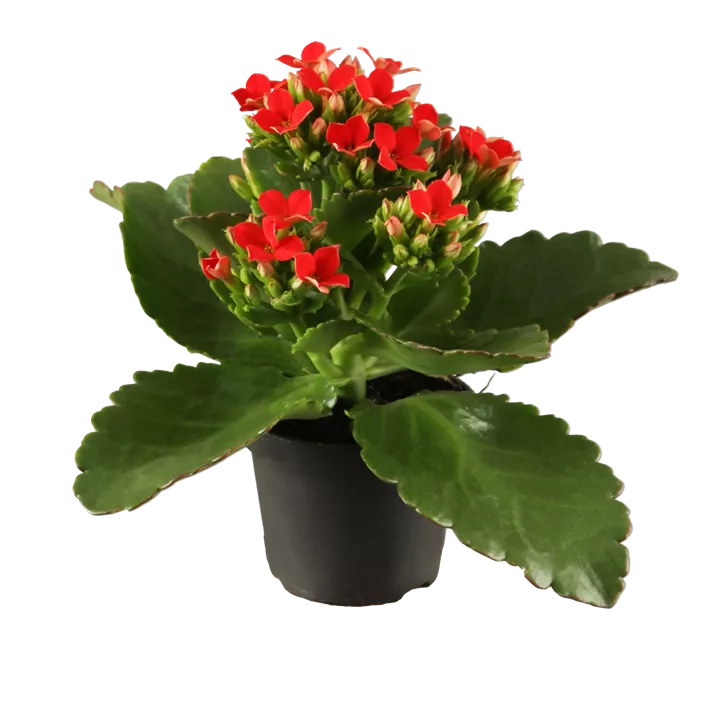 Flammendes Käthchen Flammendes Käthchen