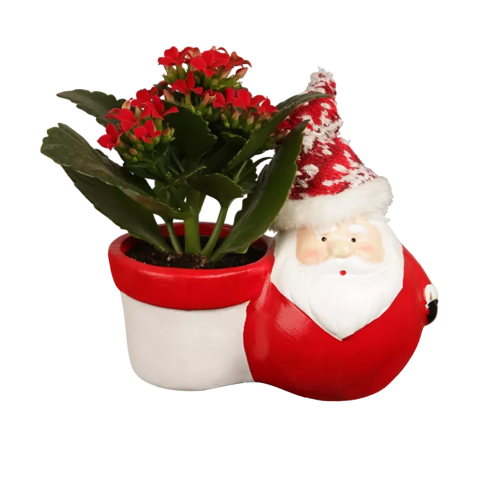 Flammendes Käthchen Flammendes Käthchen