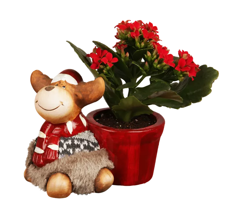 Flammendes Käthchen Flammendes Käthchen