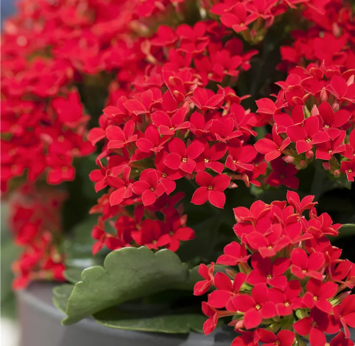 Flammendes Käthchen Flammendes Käthchen