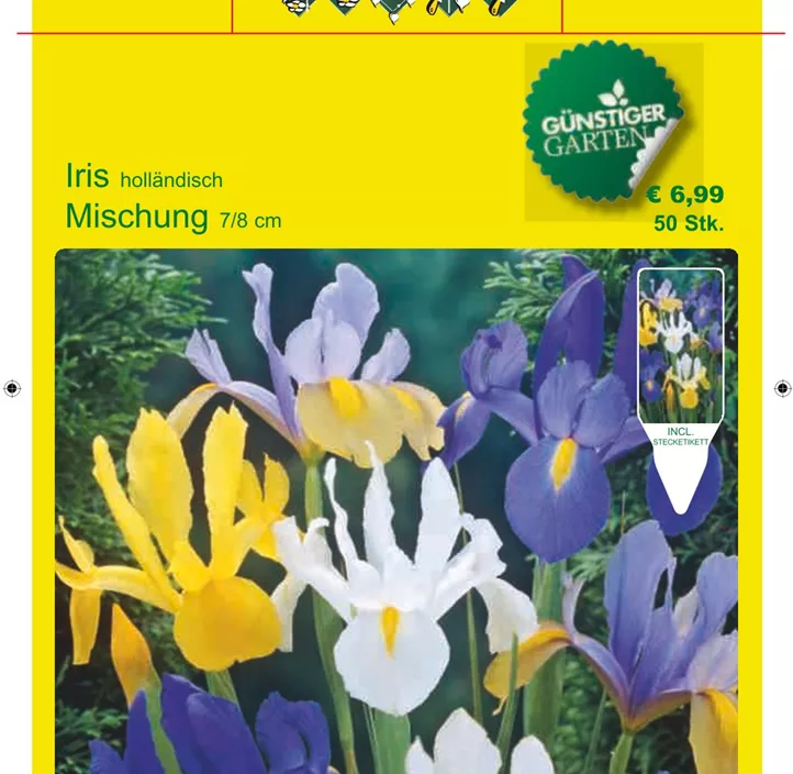 Iris Hollandica mix