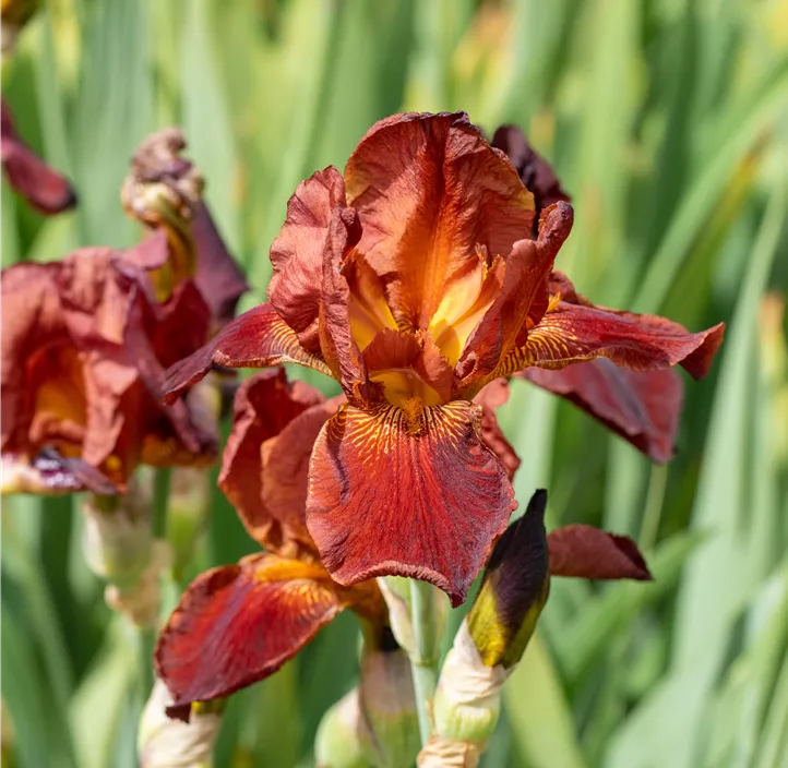 Iris 'Ann Chowning' Iris 'Ann Chowning'