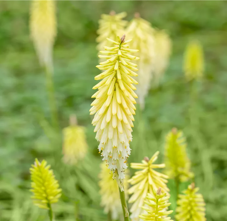 Garten-Fackellilie 'Poco Citron'® Garten-Fackellilie 'Poco Citron'®