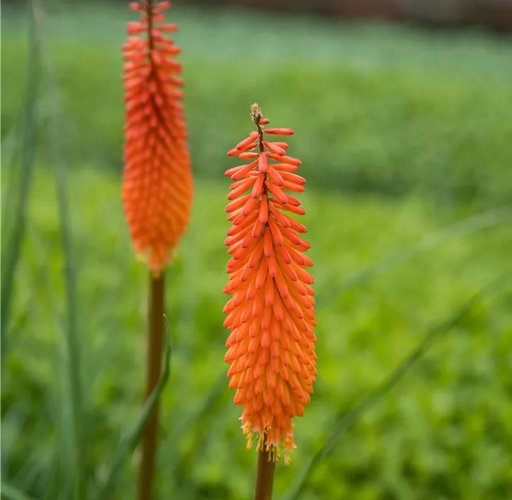Garten-Fackellilie 'Poco Orange'