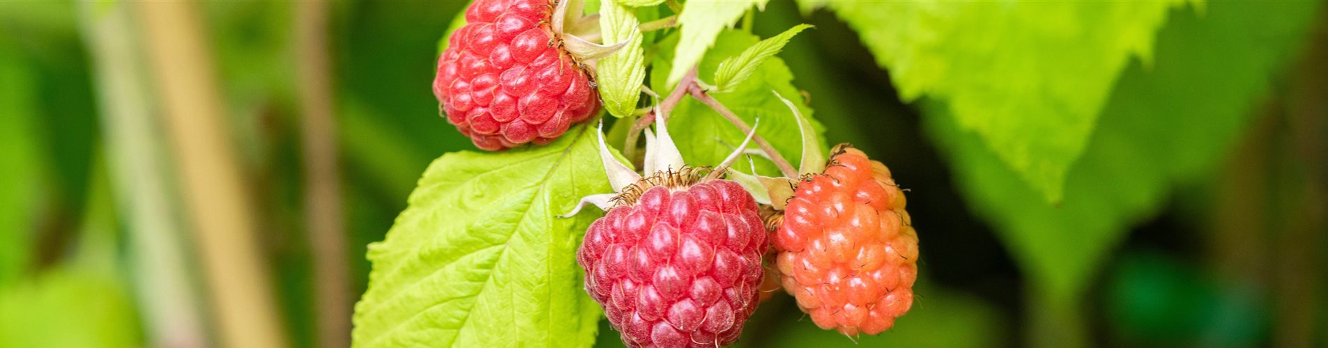Rubus (Himbeere) 'Primalba' Rubus (Himbeere) 'Primalba'