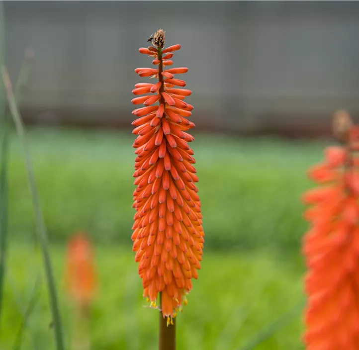 Garten-Fackellilie 'Poco Orange'