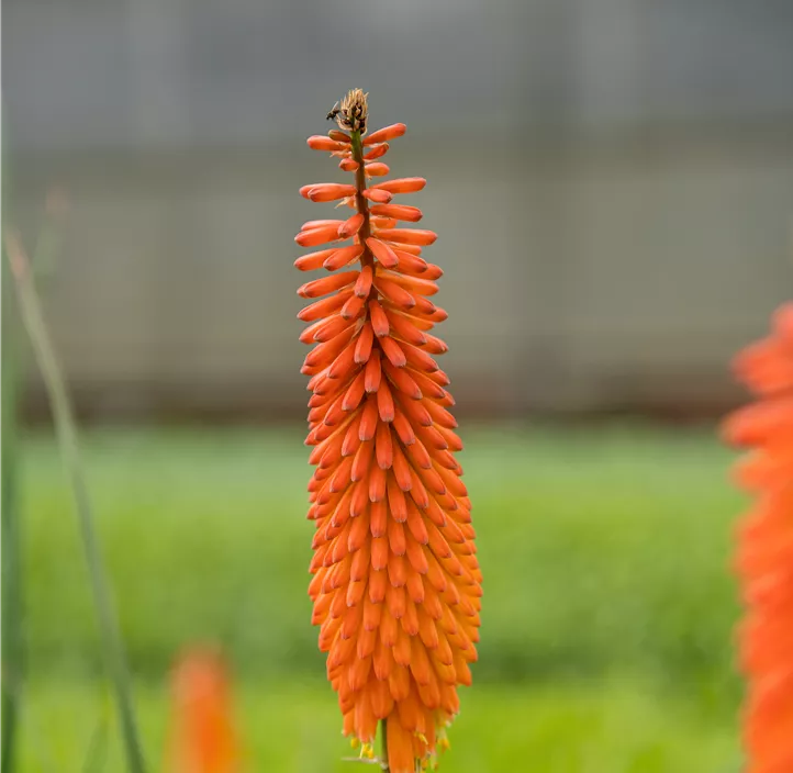 Garten-Fackellilie 'Poco Orange'