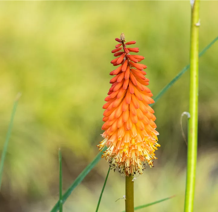 Garten-Fackellilie 'Poco Orange'