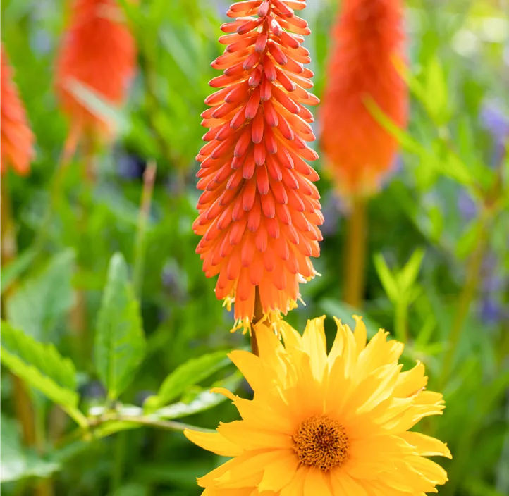 Garten-Fackellilie 'Poco Orange'