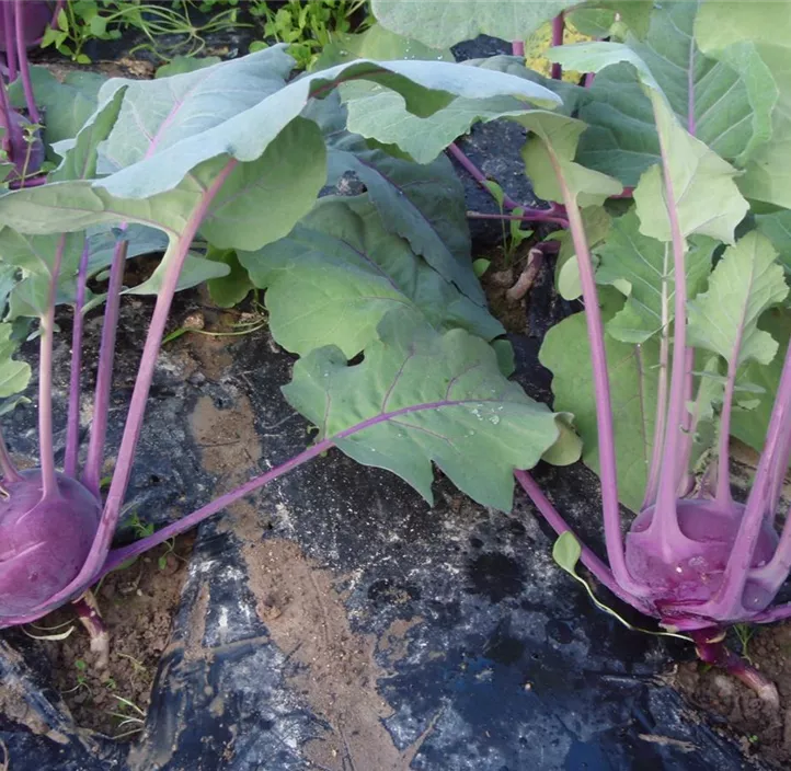 Kohlrabi Blaro