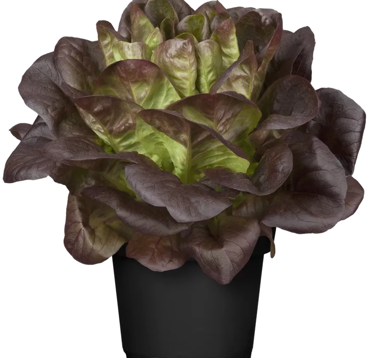 Kopfsalat 'Salanova'®