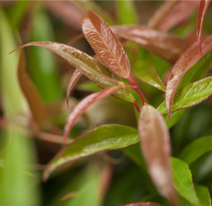 Traubenmyrthe 'Burning Love'