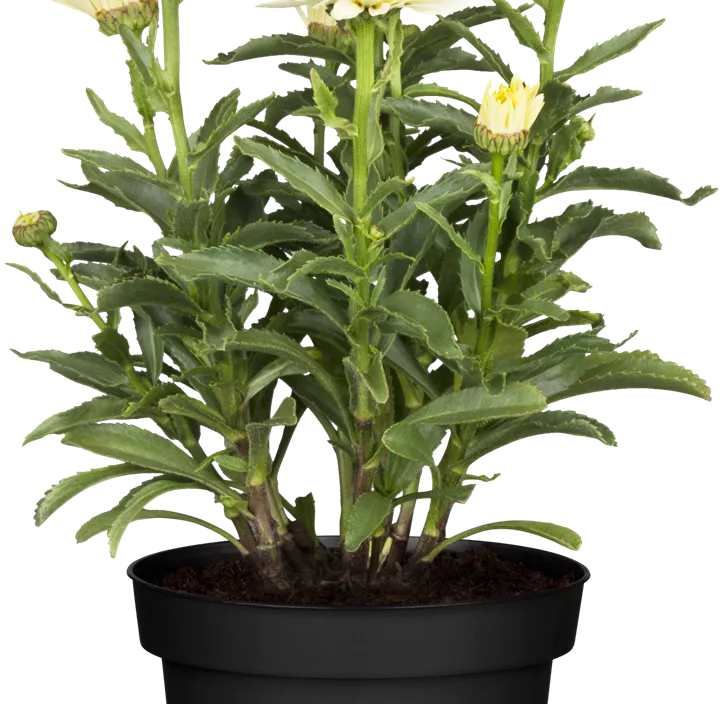 Großblumige Garten-Margerite 'Victorian Secret'