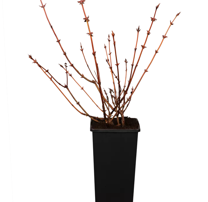 Honigbeere Aurora (Unsere Besten) Honigbeere Aurora (Unsere Besten)