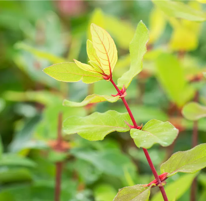 Honigbeere Aurora (Unsere Besten) Honigbeere Aurora (Unsere Besten)