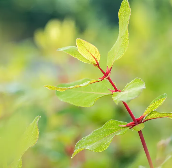 Honigbeere Aurora (Unsere Besten) Honigbeere Aurora (Unsere Besten)