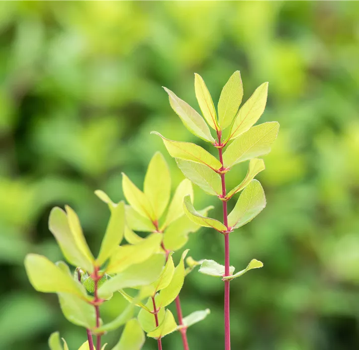 Honigbeere Aurora (Unsere Besten) Honigbeere Aurora (Unsere Besten)