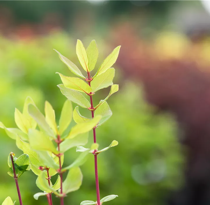 Honigbeere Aurora (Unsere Besten) Honigbeere Aurora (Unsere Besten)