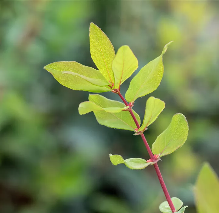 Honigbeere Aurora (Unsere Besten) Honigbeere Aurora (Unsere Besten)