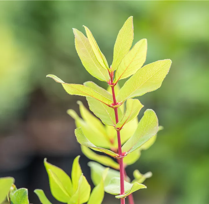 Honigbeere Aurora (Unsere Besten) Honigbeere Aurora (Unsere Besten)