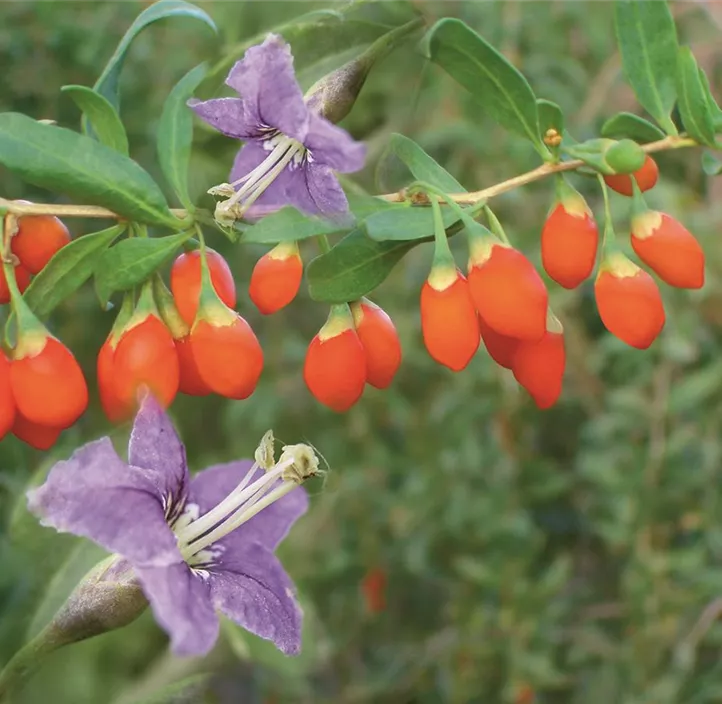 Gojibeere 'Big Lifeberry'® Gojibeere 'Big Lifeberry'®