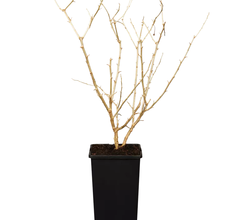 Goji-Beere 'Sweet Success' Goji-Beere 'Sweet Success'