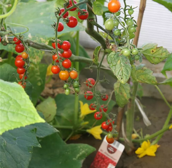 Wildtomate 'Rote Ribisel '