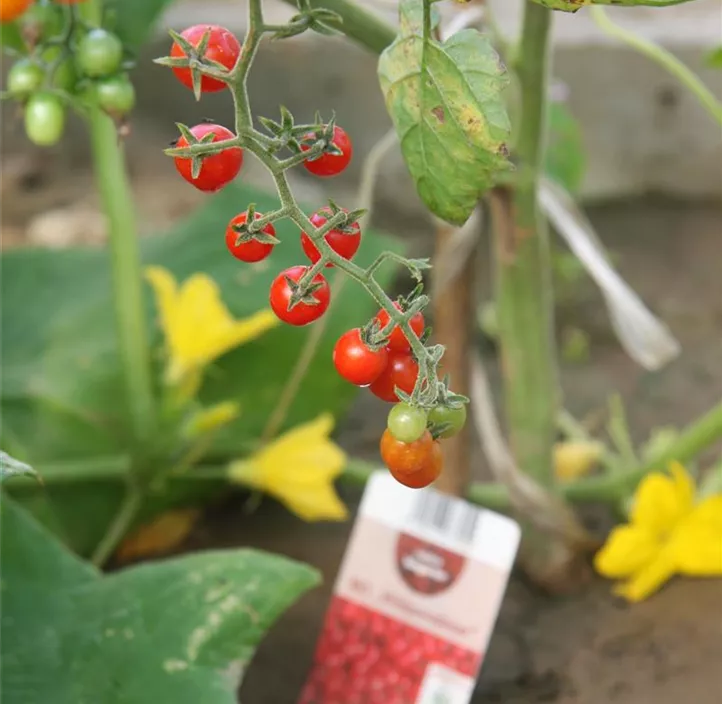 Wildtomate 'Rote Ribisel '