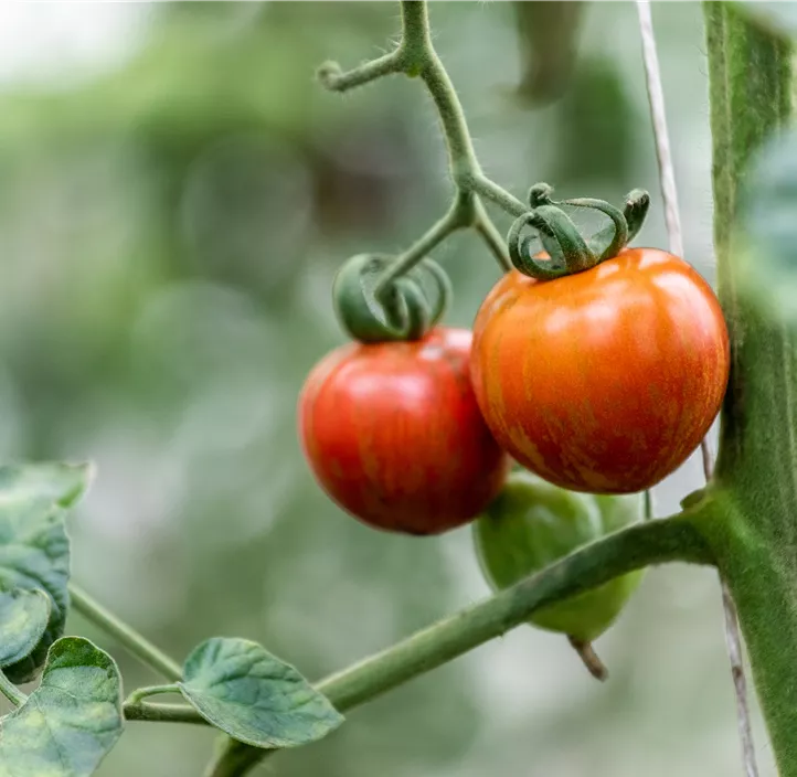 Grillparadeiser Grillparadeiser