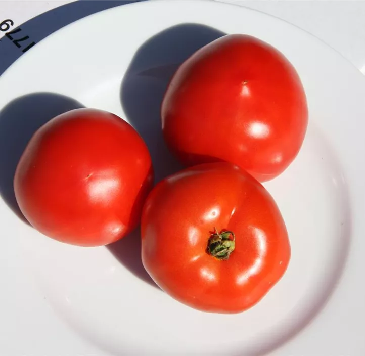 Grillparadeiser Grillparadeiser