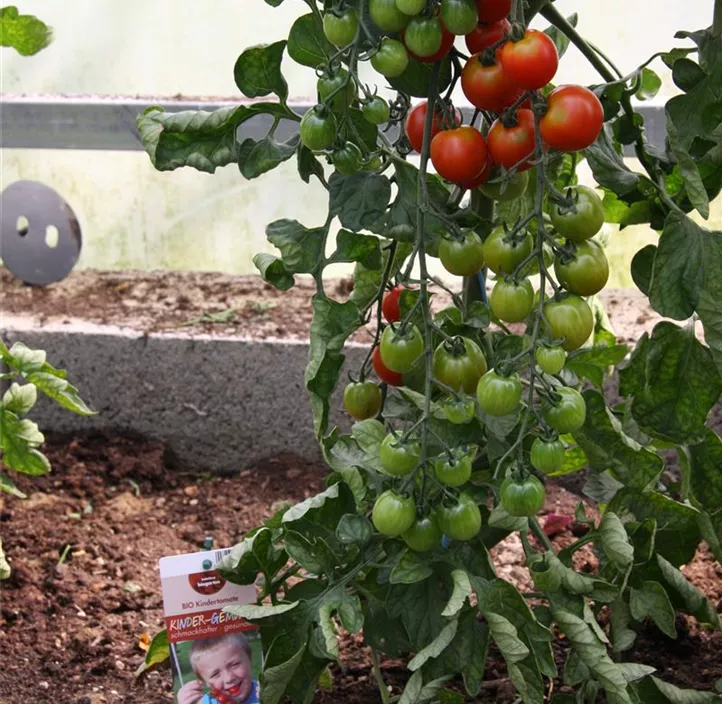 Kindertomate Kindertomate