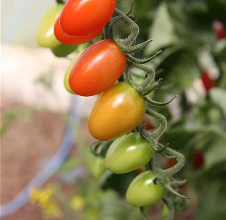 Tomate 'San Marzano Oskar'