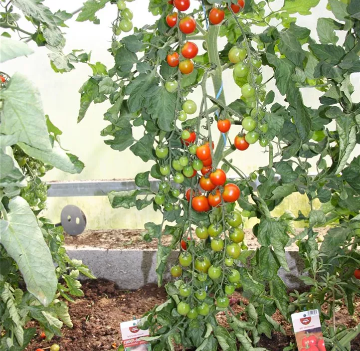 Kindertomate Kindertomate