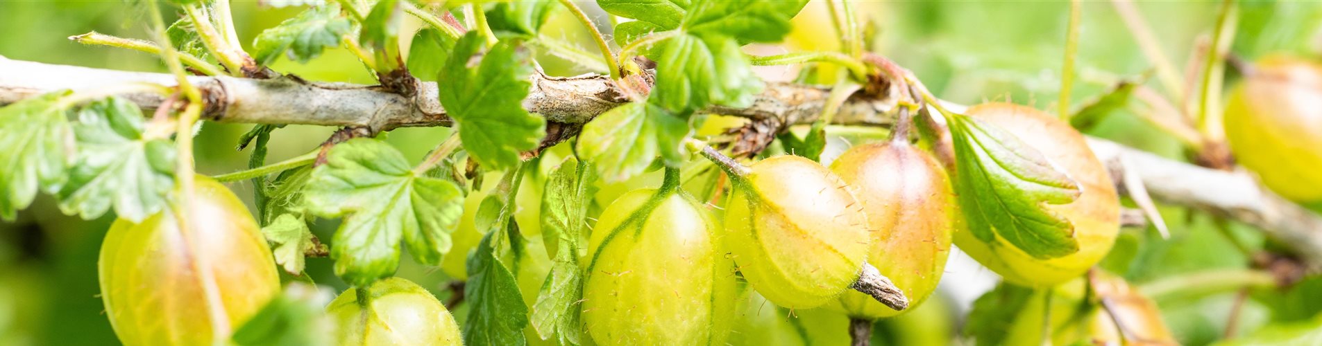 Ribes (Stachelbeere) 'Invicta' Ribes (Stachelbeere) 'Invicta'