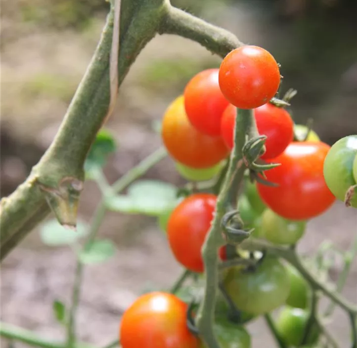Kirschtomate Edox Kirschtomate Edox