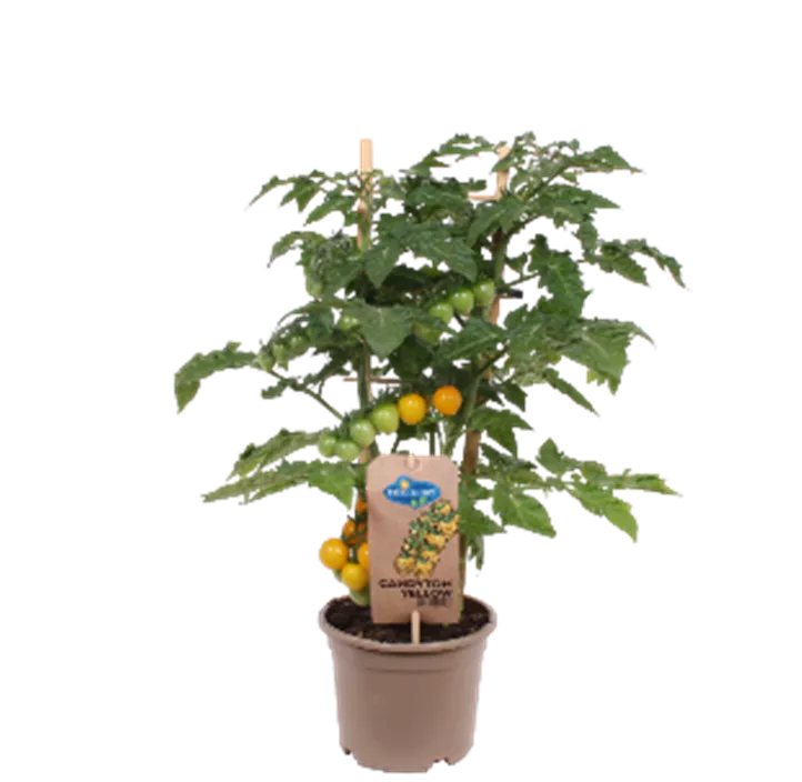 Snacktomate Snacktomate