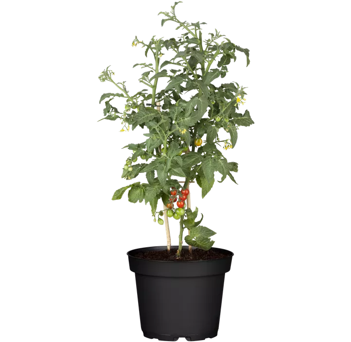 Snacktomate 'Candytom Red'®