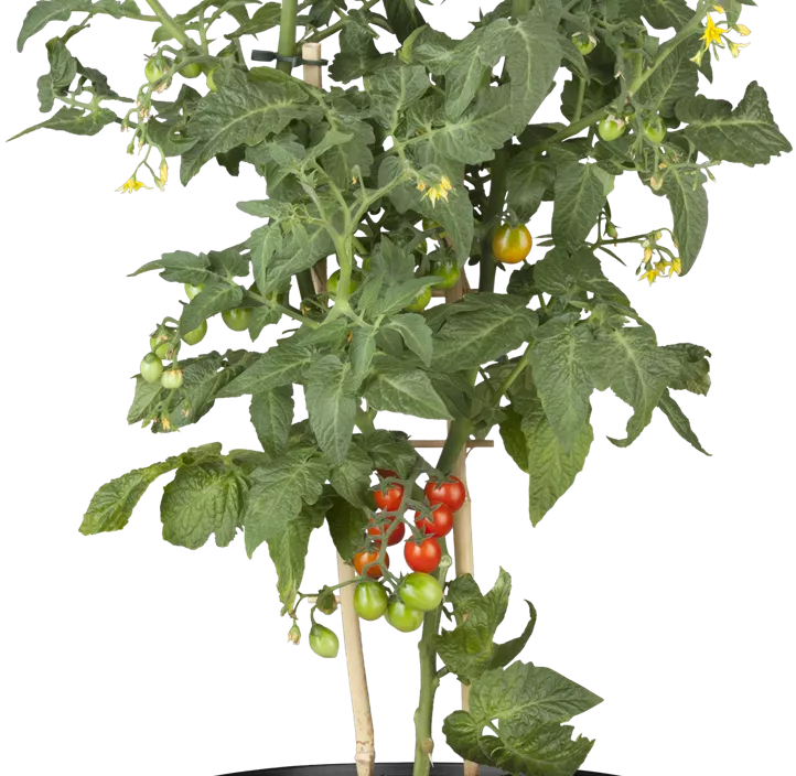 Snacktomate Snacktomate