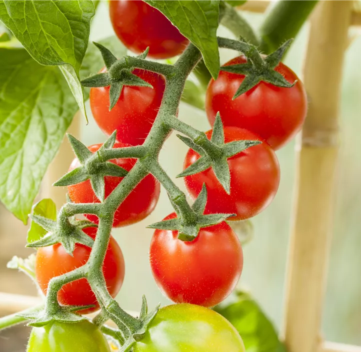 Snacktomate Snacktomate