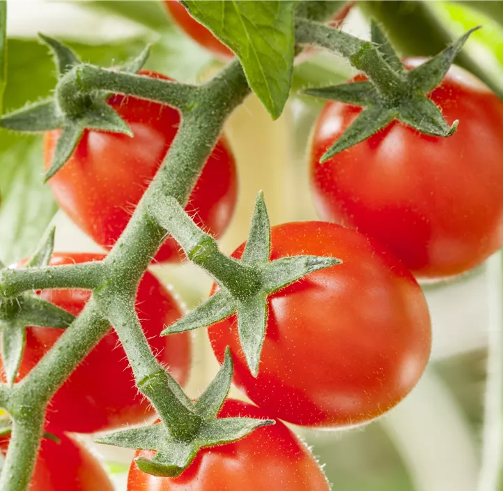 Snacktomate Snacktomate