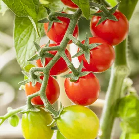 Lycopersicon esc. 'Candytom Red'®