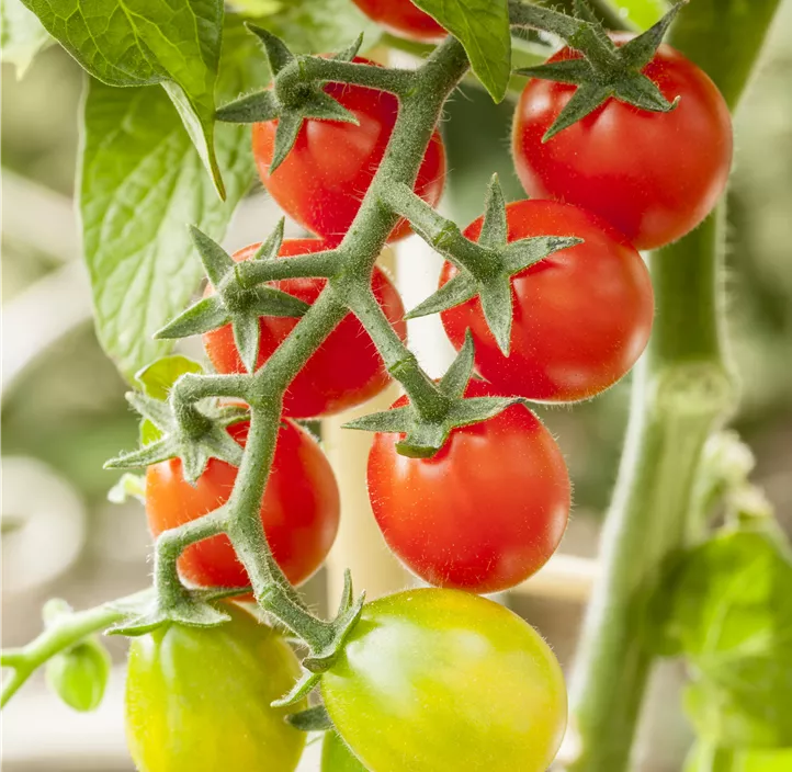 Snacktomate Snacktomate