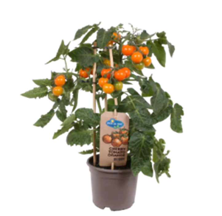 Snacktomate Snacktomate