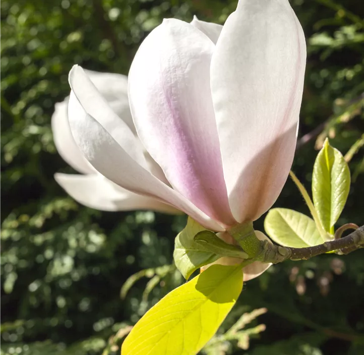 Magnolie 'Kiki's Broom' Magnolie 'Kiki's Broom'