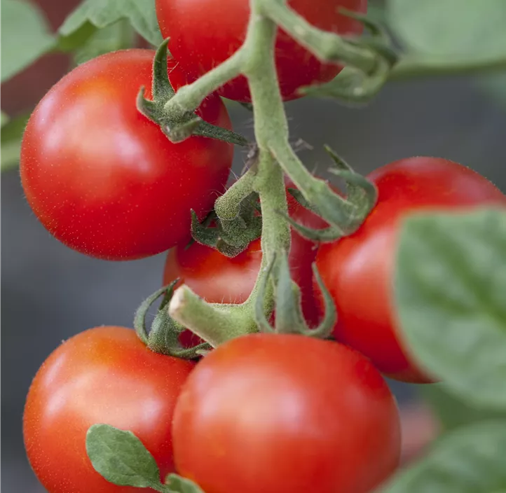 Salattomate 'Magic Fire' Salattomate 'Magic Fire'