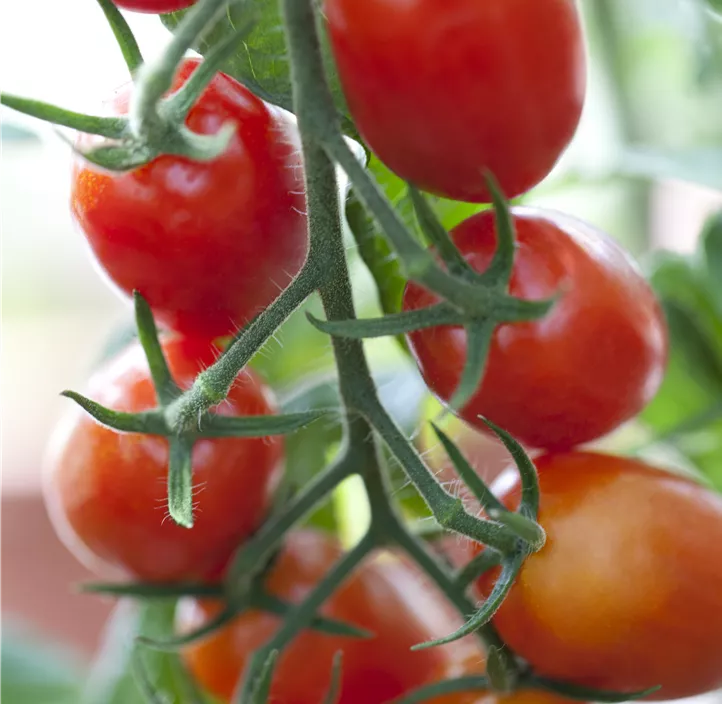 Eiertomate 'Nagina' Eiertomate 'Nagina'
