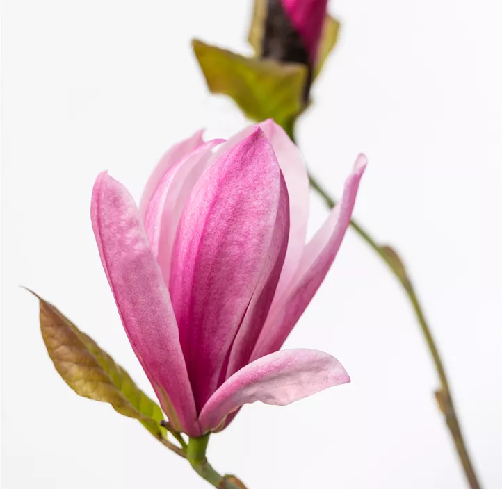 Großblumige Magnolie 'Galaxy'